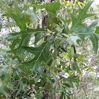 Turkey Oak Tree