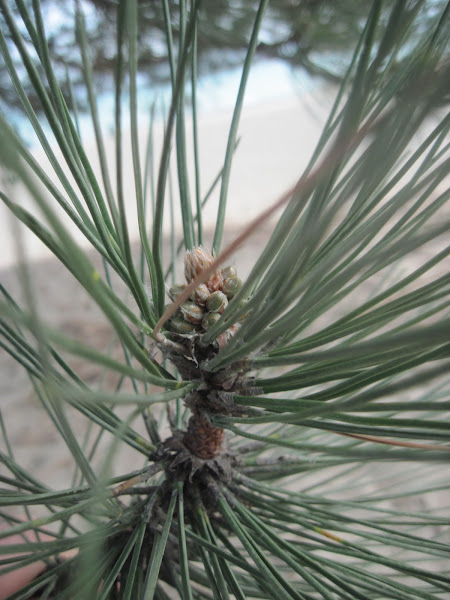 Pine | Project Noah