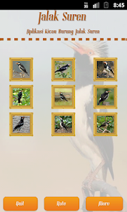 Lastest Pied Myna/Asian Pied Starling APK for Android