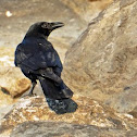 Common raven