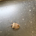 brown marmorated stink bug