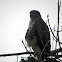 red tailed Hawk