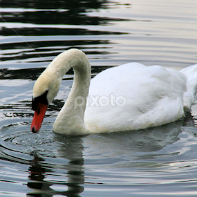 Grace by Marsha Biller - Animals Birds
