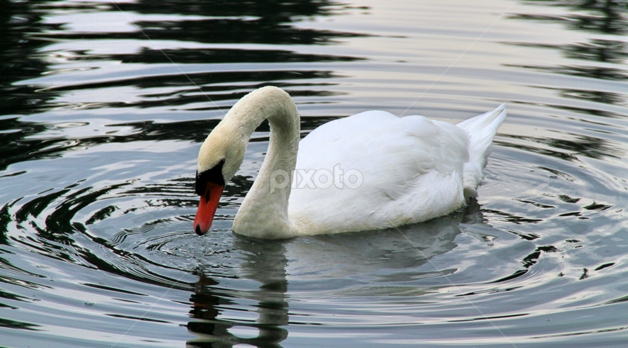 Grace by Marsha Biller - Animals Birds