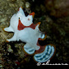 Warty Frogfish, Clown Frogfish
