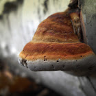 immature Red Banded Polypore