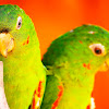 Red Speckled Conure, Cuban Conure