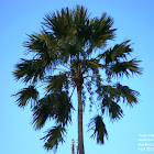 Asian Palmyra Palm