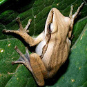 Four Lined Tree Frog