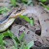 Eastern Hognose