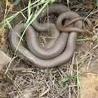 Western Yellow-bellied Racer