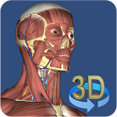 3D Anatomy