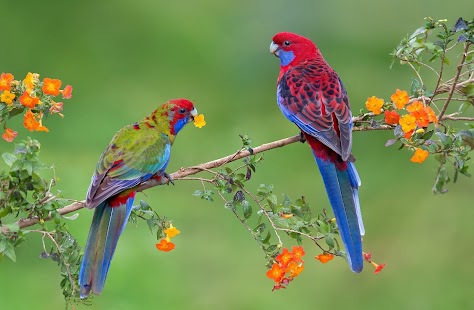Parrot Wallpaper Screenshots 2