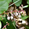 Salal