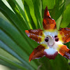 Huntleya Orchid