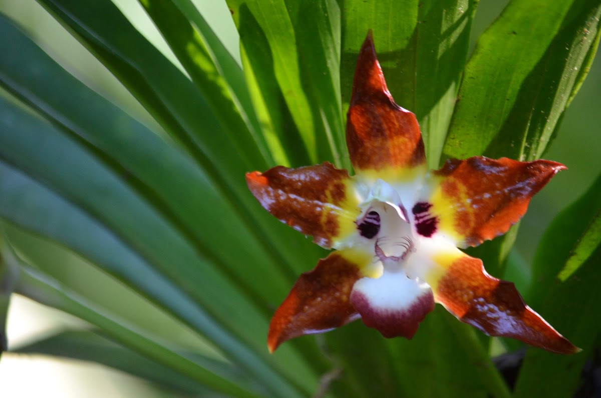 Huntleya Orchid
