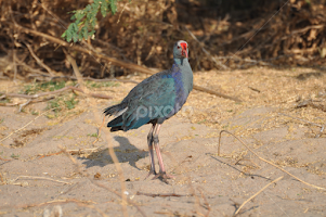 WPD - World Photography Day by Jatin Patel -  