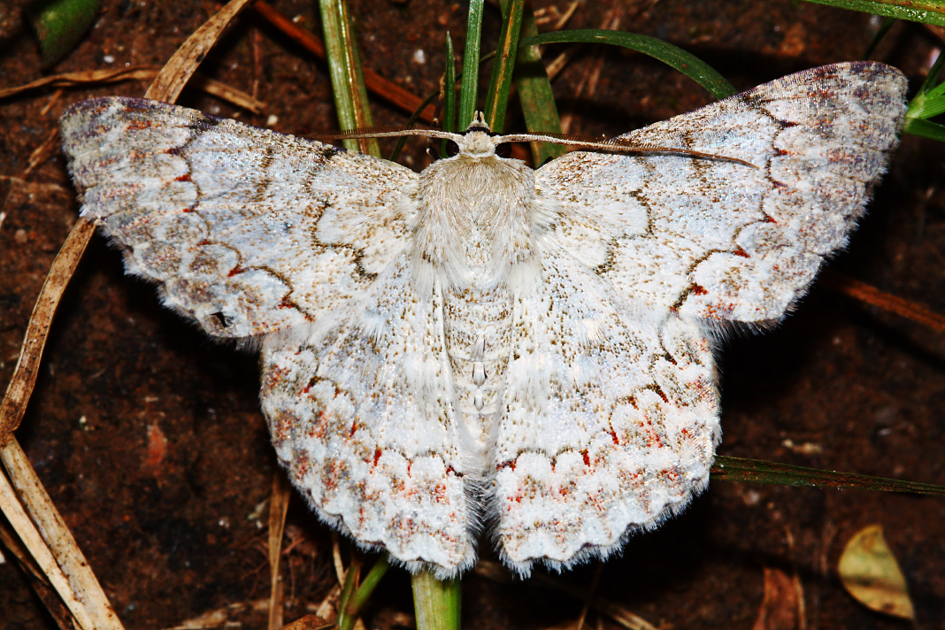 Emerald Moth