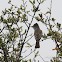 Ash-throated Flycatcher