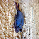 Free-tailed bat