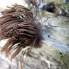 Chocolate tube slime; Tree hair; Pipe cleaner slime