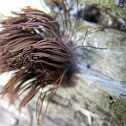 Chocolate tube slime; Tree hair; Pipe cleaner slime