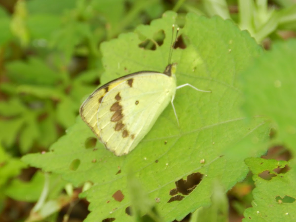 Yellow butterfly