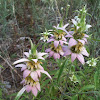 Spotted Beebalm, Horsemint