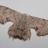 Dysaethria moth
