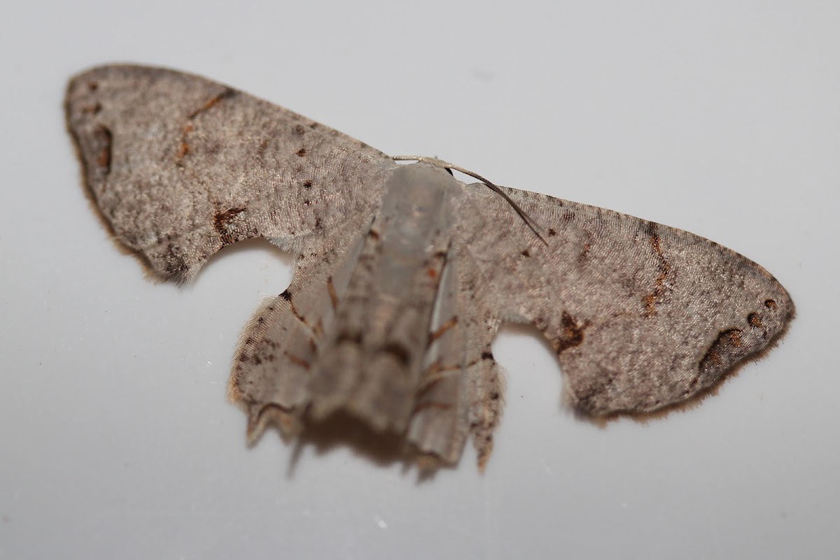 Dysaethria moth