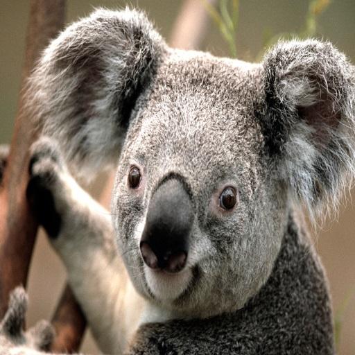 Koala Note (Phoebe) 音樂 App LOGO-APP開箱王