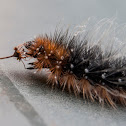 Garden Tiger moth (caterpillar)