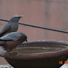 Chestnut-tailed Starling or Grey-headed Myna