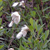 Common Cottonsedge