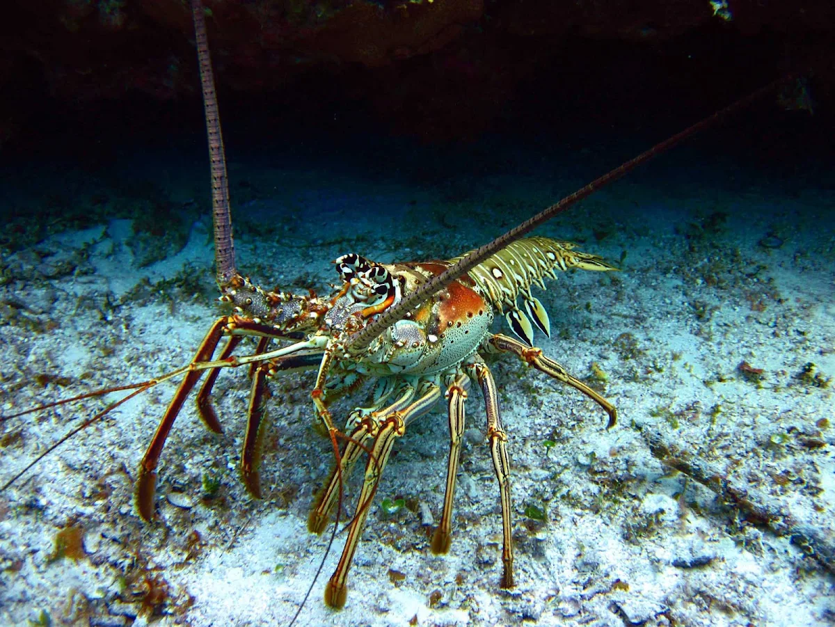 lobster-Cozumel - Lobsters in a Cozumel lagoon can be an undersea discovery one day, and a tasty dinner the next.