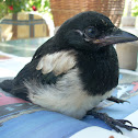 Magpie chicken