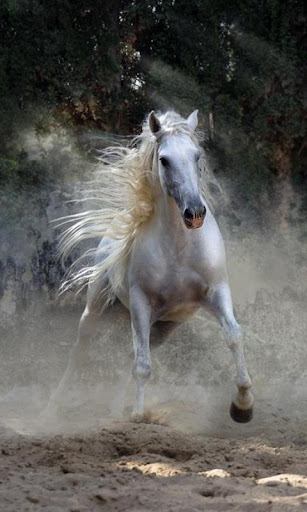 500 HD Amazing Horse Pictures