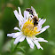 Halictid bee male