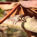 Oak treehopper