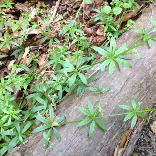 Cleavers Catchweed Project Noah