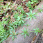 Cleavers Catch-weed