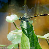 Unicorn Clubtail dragonfly
