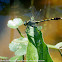Unicorn Clubtail dragonfly
