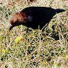 Brown Headed Cowbird (Male)