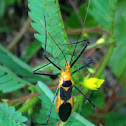 Milkweed Assassin Bug