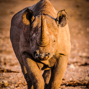 by Nigel Atkins - Animals Other Mammals