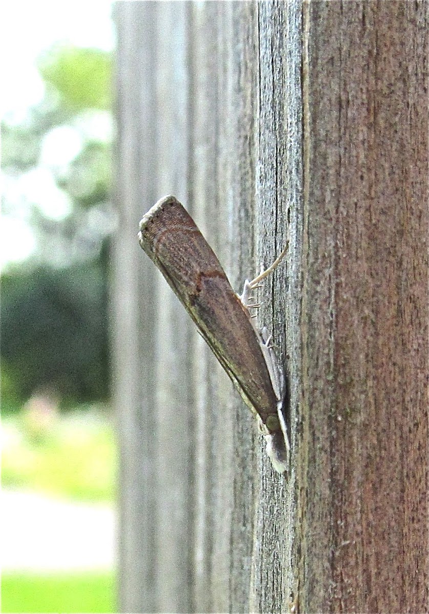 Bluegrass Webworm
