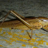 Cone-Head Grasshopper