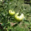 Hybrid Tomato BHN 602