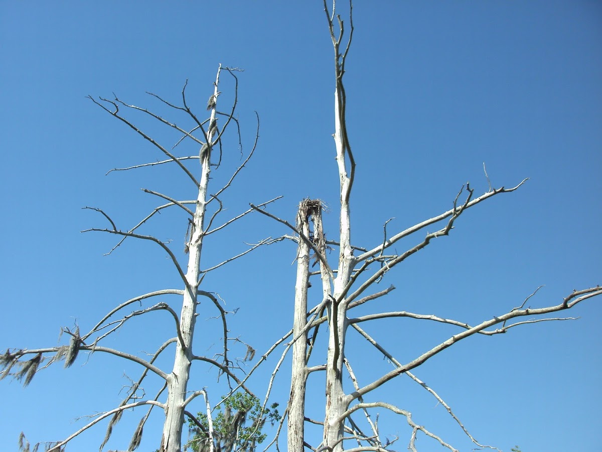 Osprey or Bald Eagle Nest